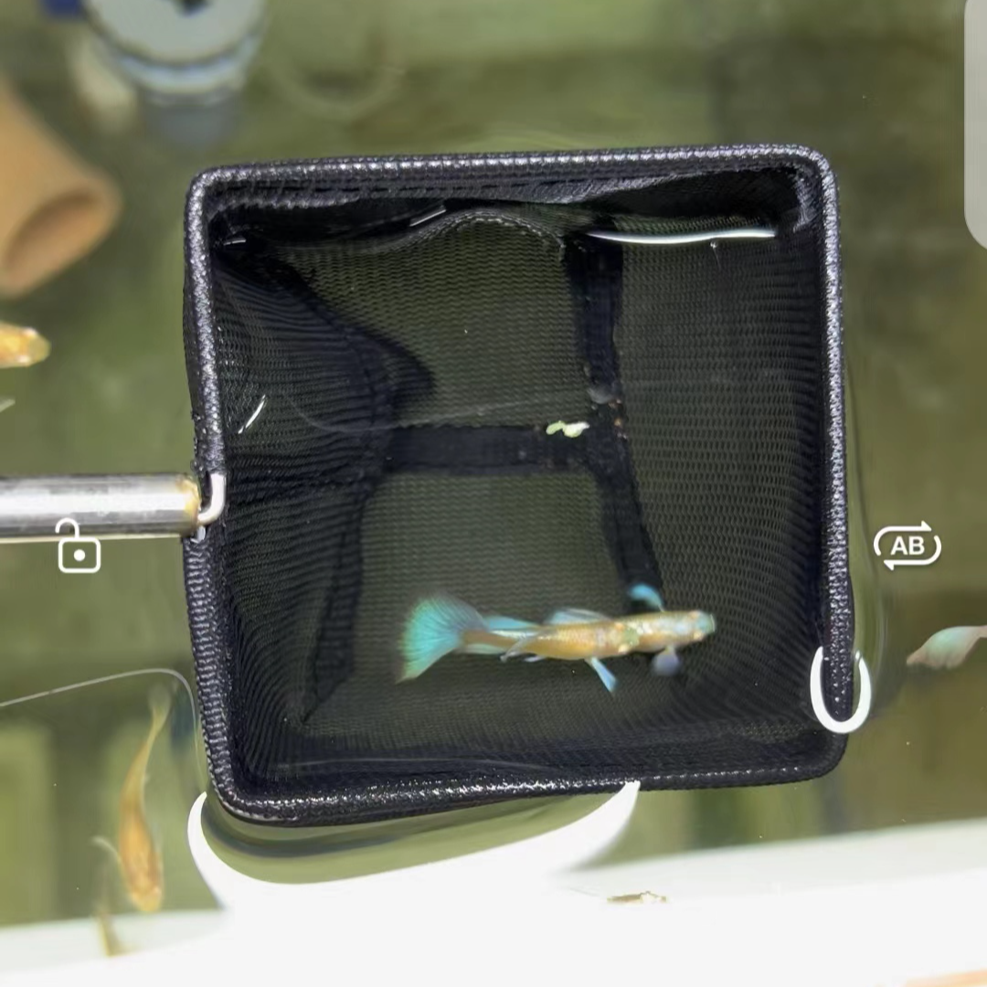 精品欧翼飞船蓝白孔雀鱼一对