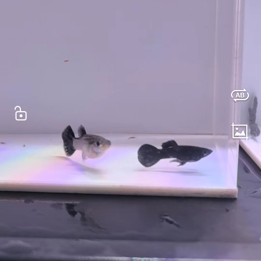 精品印尼全黑小圆尾