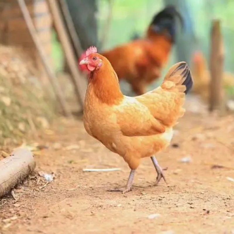 鸡肉整只新鲜现屠宰贵州农家散养土鸡老公鸡老母鸡