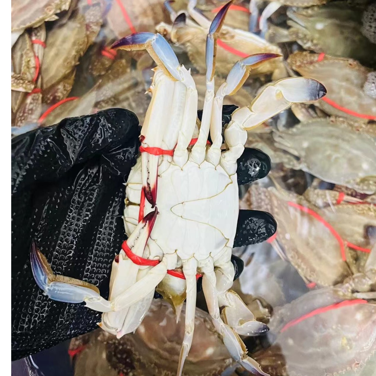 海捕梭子蟹1斤（小橡皮筋）