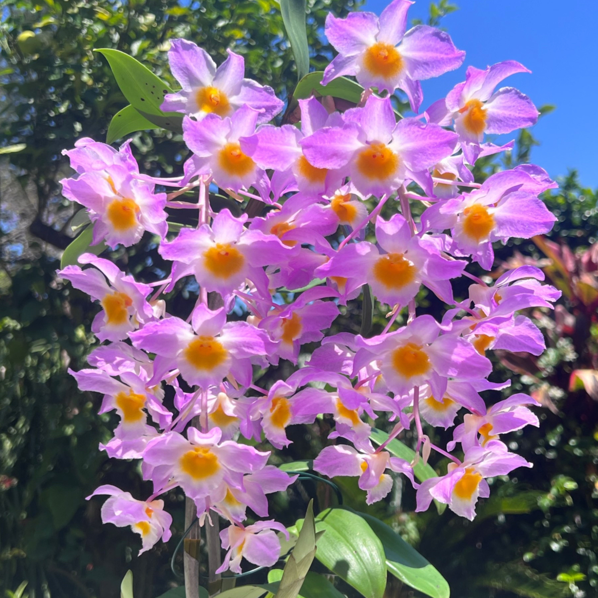 一颗草【盆景绿植】无土栽培寄生种植