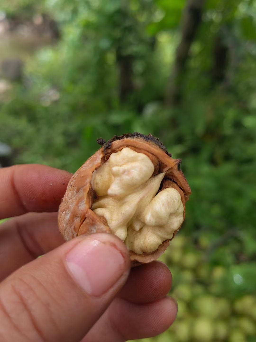 四川大凉山老品种核桃