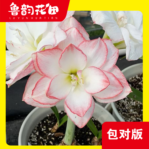 曦荷 重瓣 朱顶红 包对版