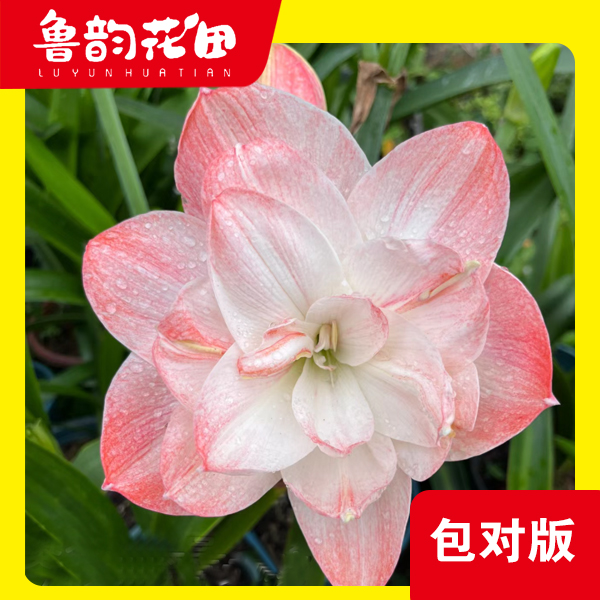 鲁韵花田漂亮女孩 朱顶红大花包对版 阳台办公室室内客厅懒人绿植