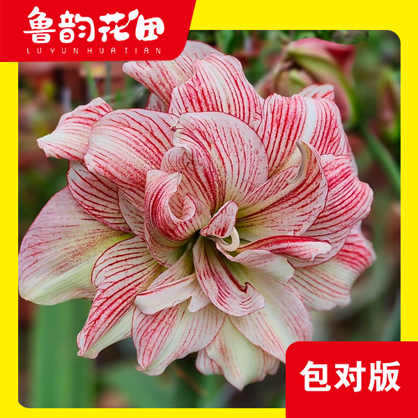 鲁韵花田神魂颠倒 台朱重瓣 懒人花 朱顶红包对版