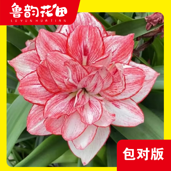 美羊羊 国内自育 重瓣 朱顶红 包对版专属链接