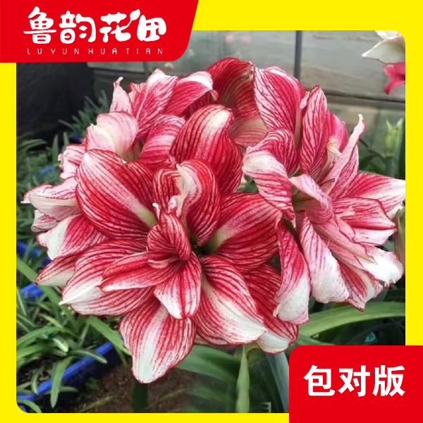 缤纷世界 台朱 重瓣 朱顶红 大花 包对版