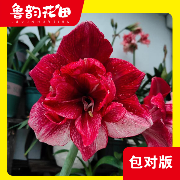 笑脸 澳朱 朱顶红 大花重瓣 包对版