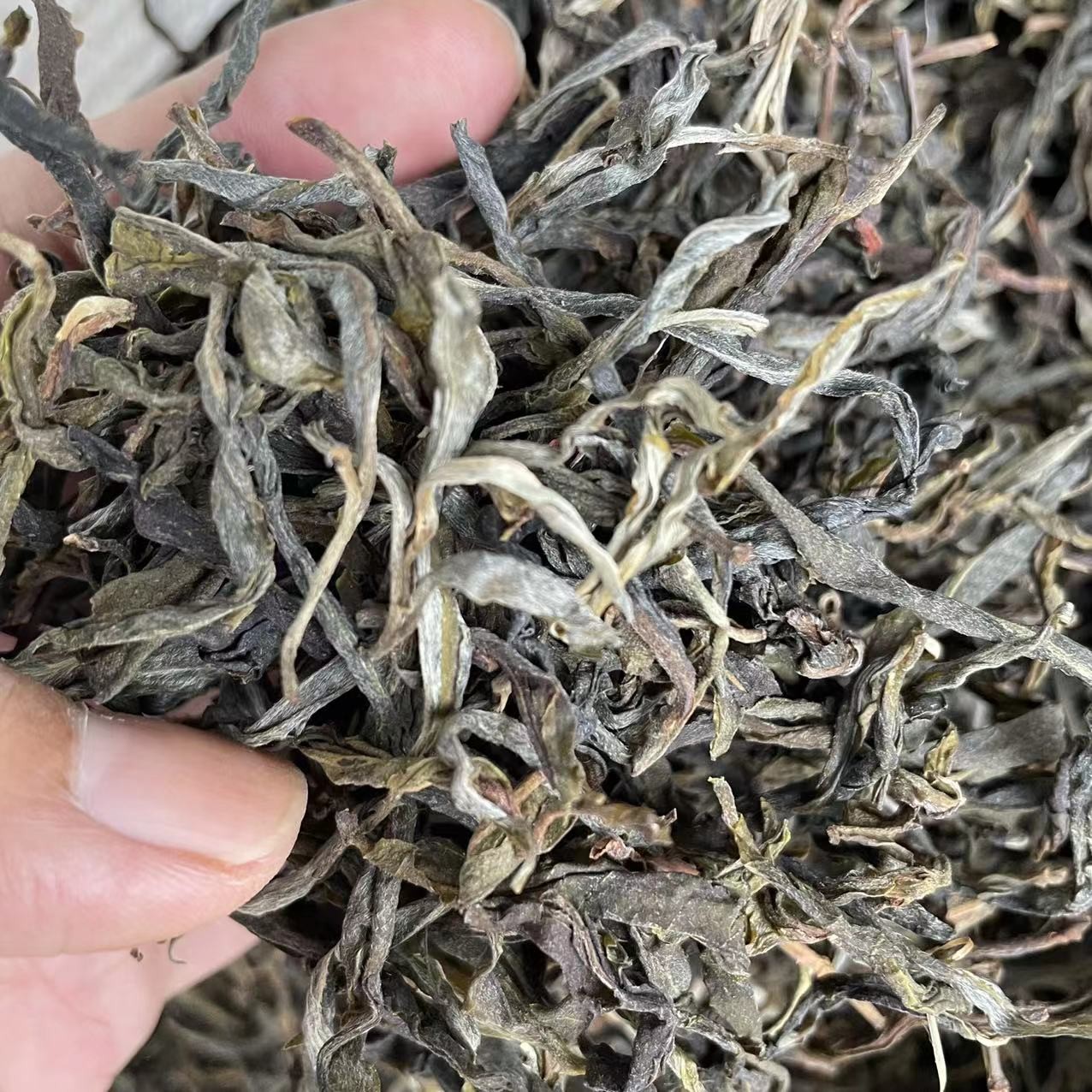 （正南纯料）2023曼糯秋茶单株100克散普洱茶生茶