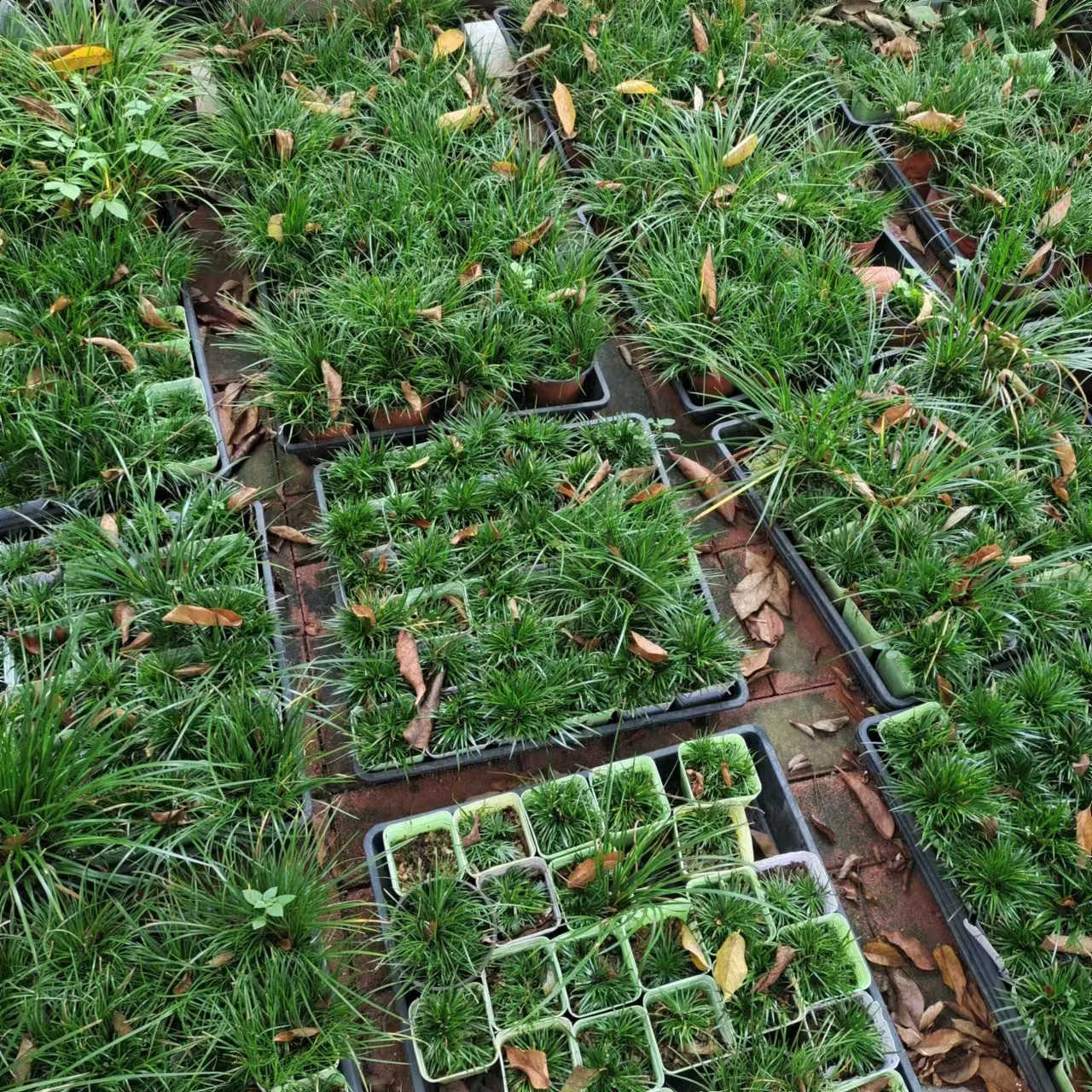 菖蒲盆景，冠幅不等，直播间一物一拍