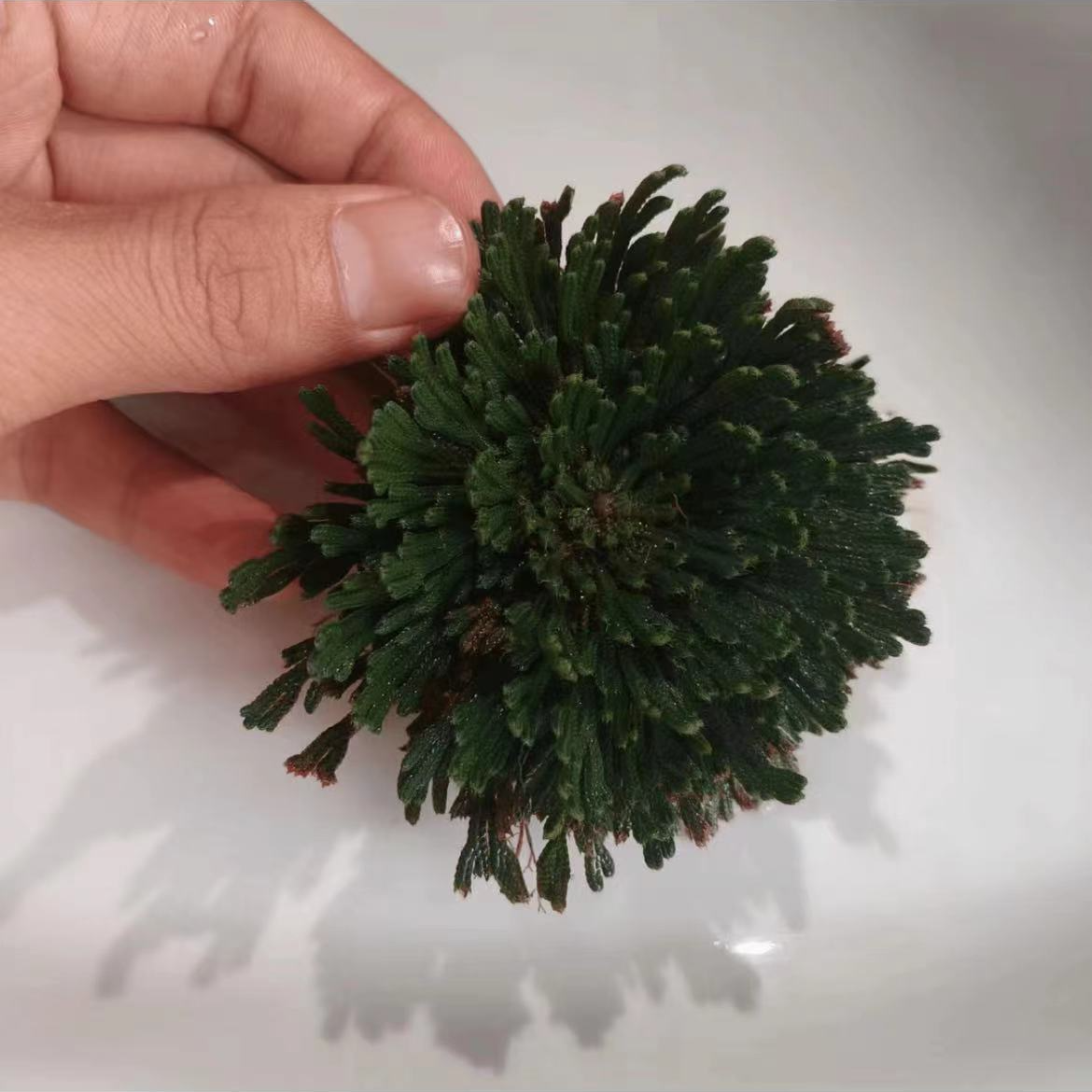 【雪域永恒~草】净重-250g-500g-1000g