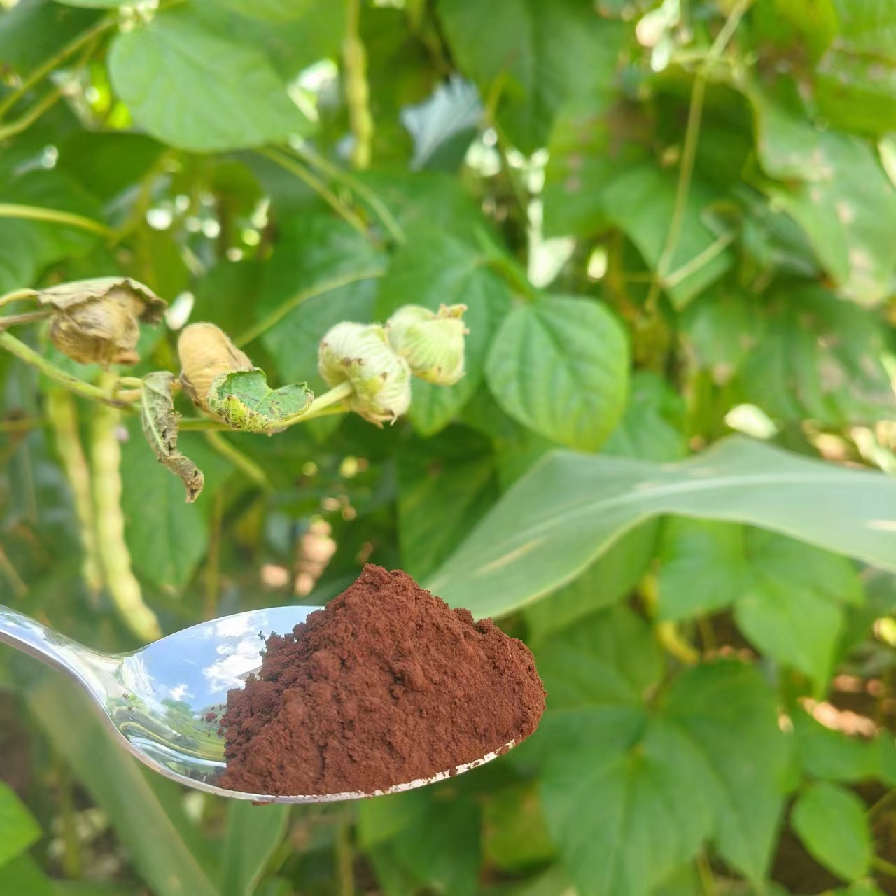【包子坋】净含量250g-500g