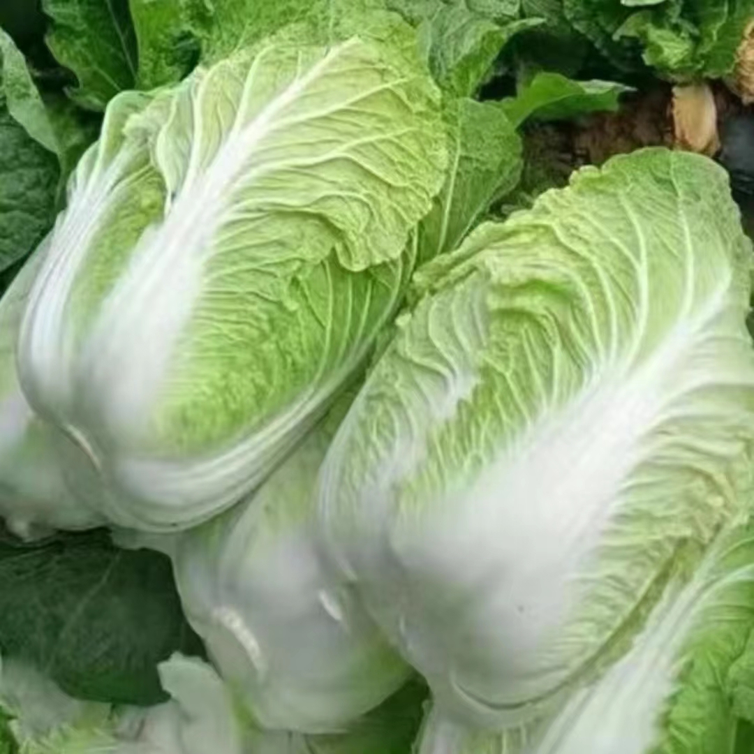 云南现收山货-大白菜迈东