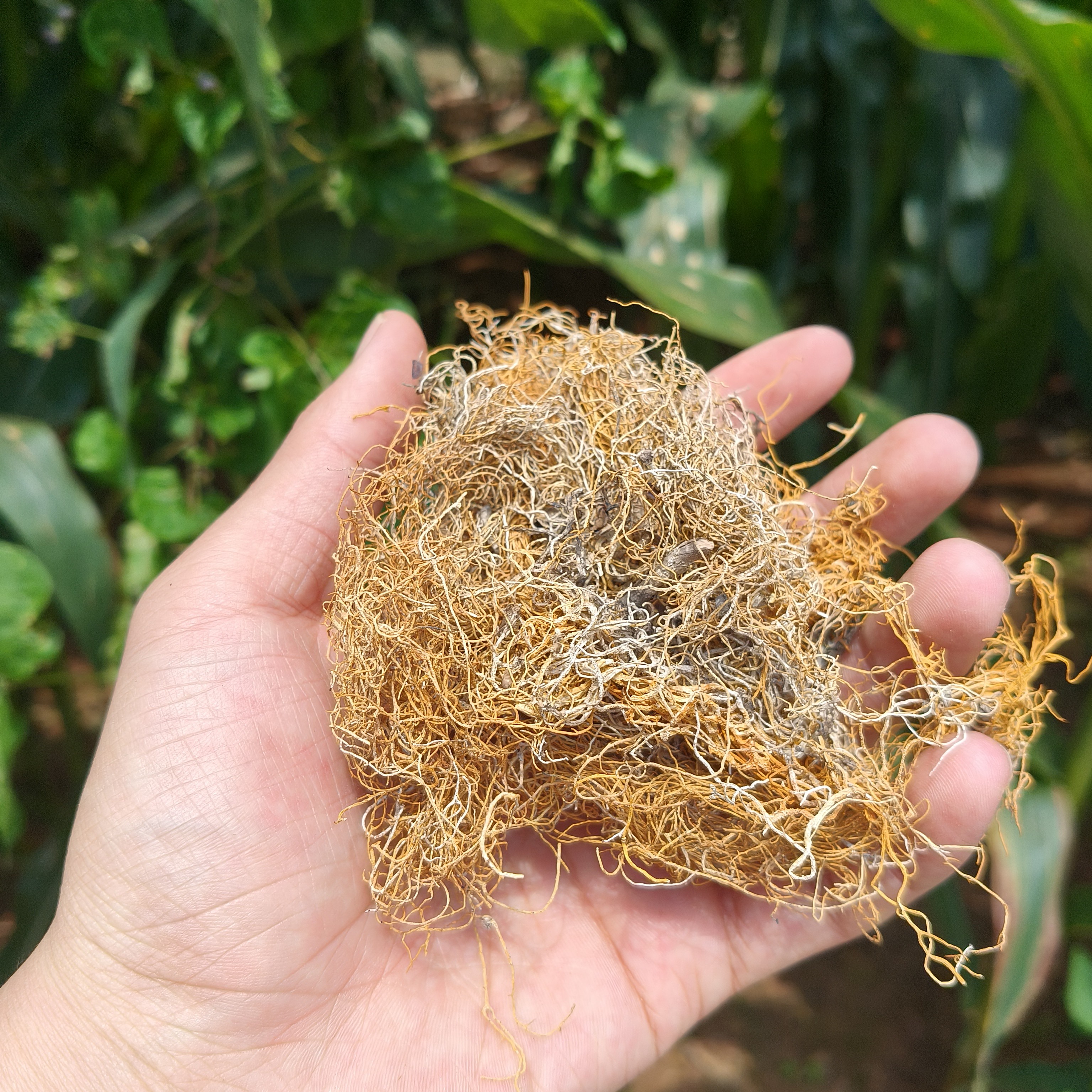 藏雪搽-【净含量】100g