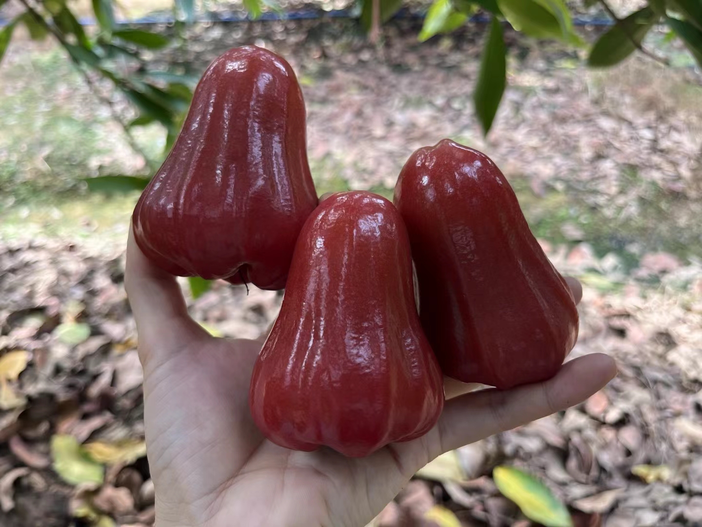 好吃甜口黑金刚莲雾