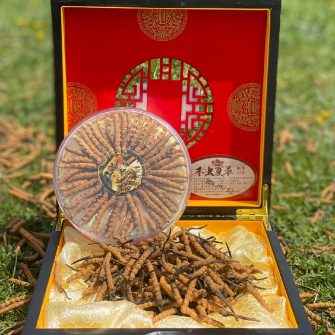 藏地九哥冬虫夏草（50根3根为一克）装泡酒饱满食用干草随机礼盒