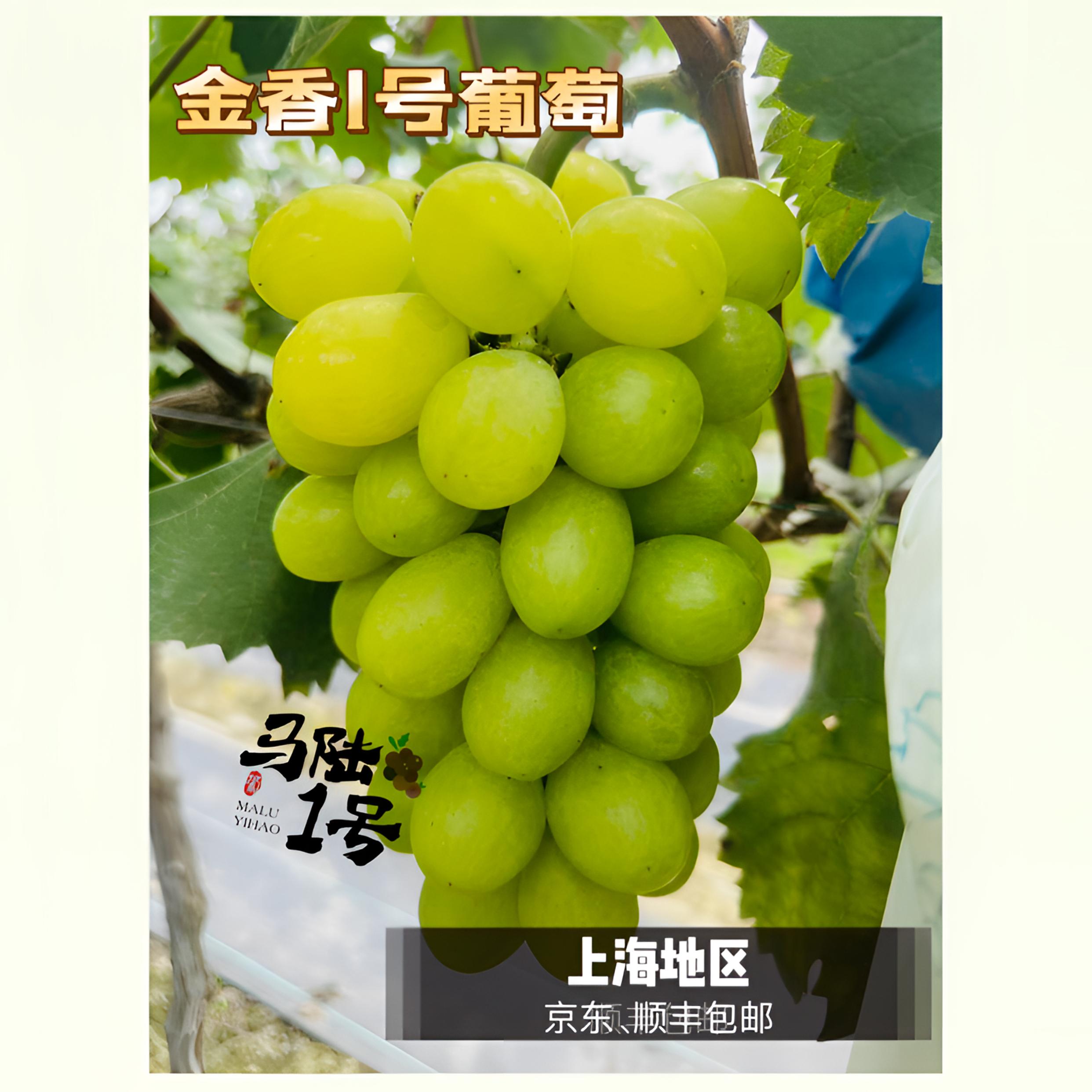 马陆1号葡萄园-金香1号葡萄 现采现发 上海地区京东顺丰包邮