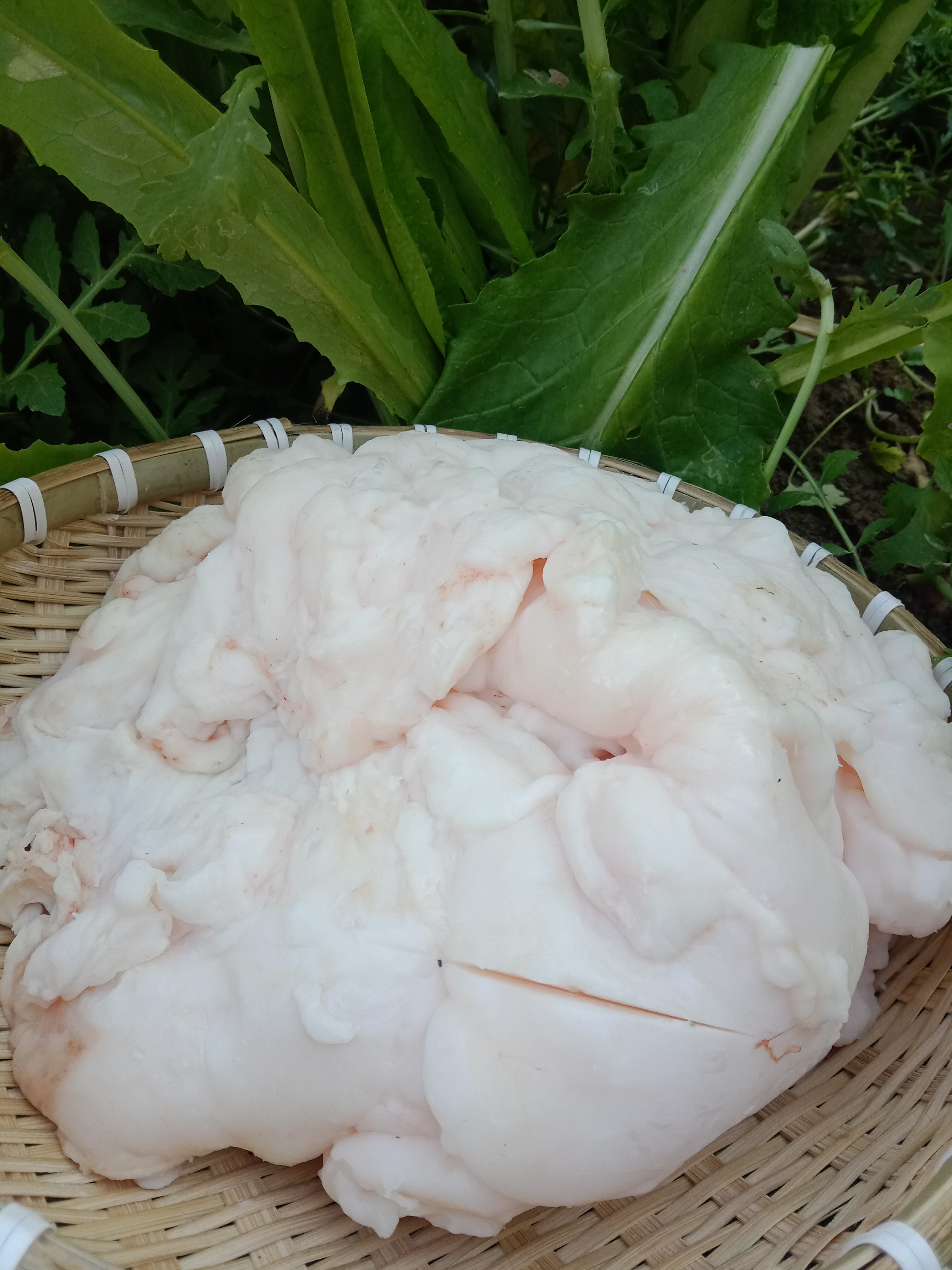 猪油 大山里的生态放养猪肉   