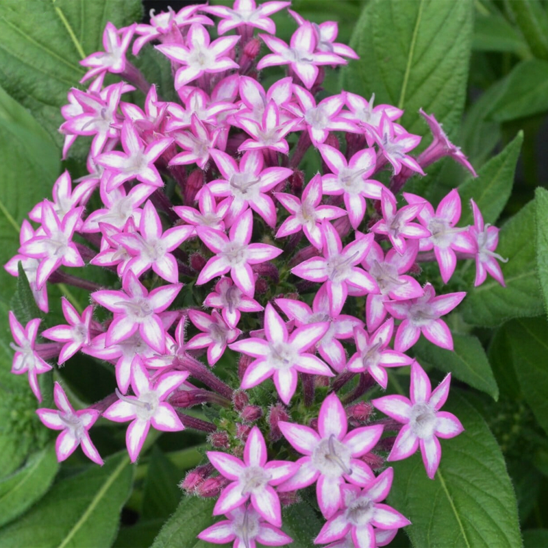 深山花奴繁星花五星花耐热夏季花卉#穴盘小苗好养阳台庭院花镜