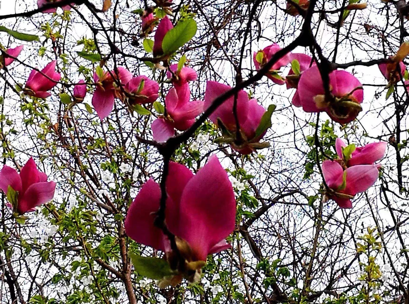 红花玉兰树，庭院种植，