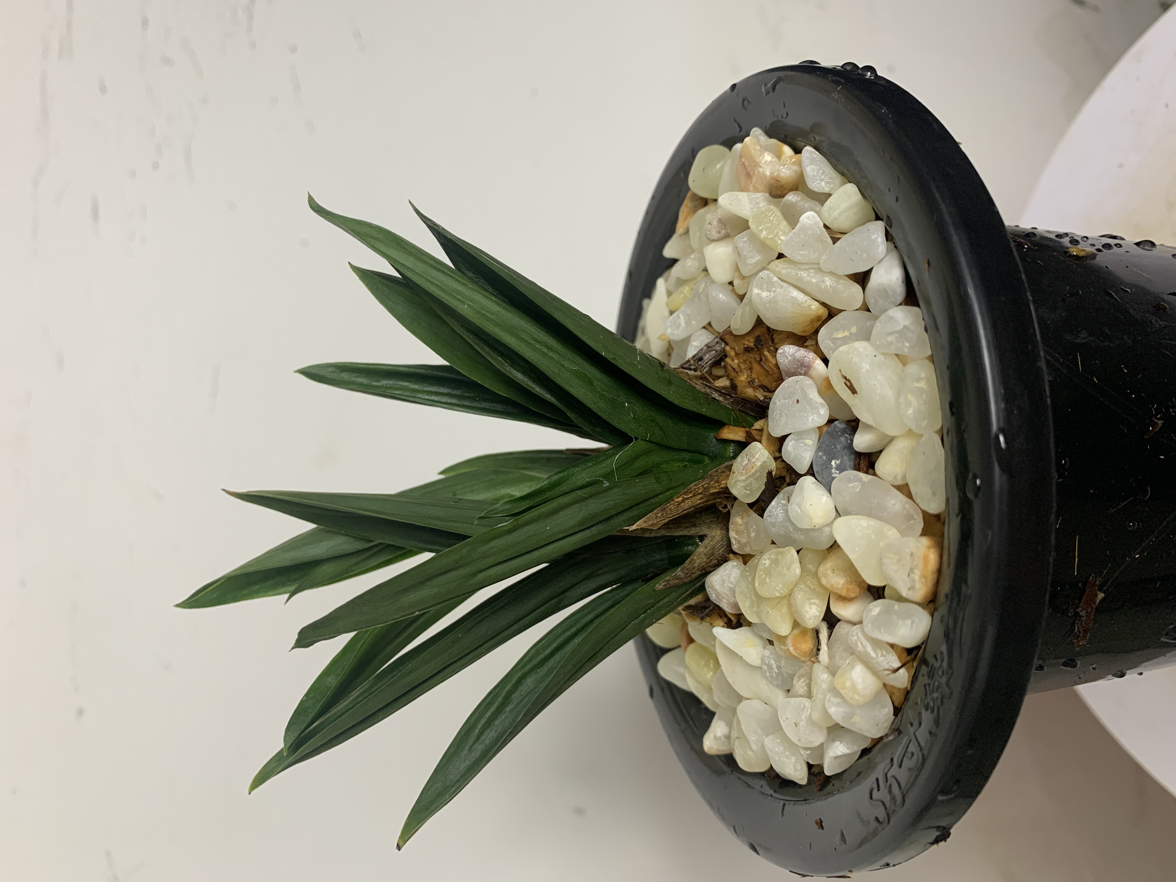 墨兰盆栽一物一拍