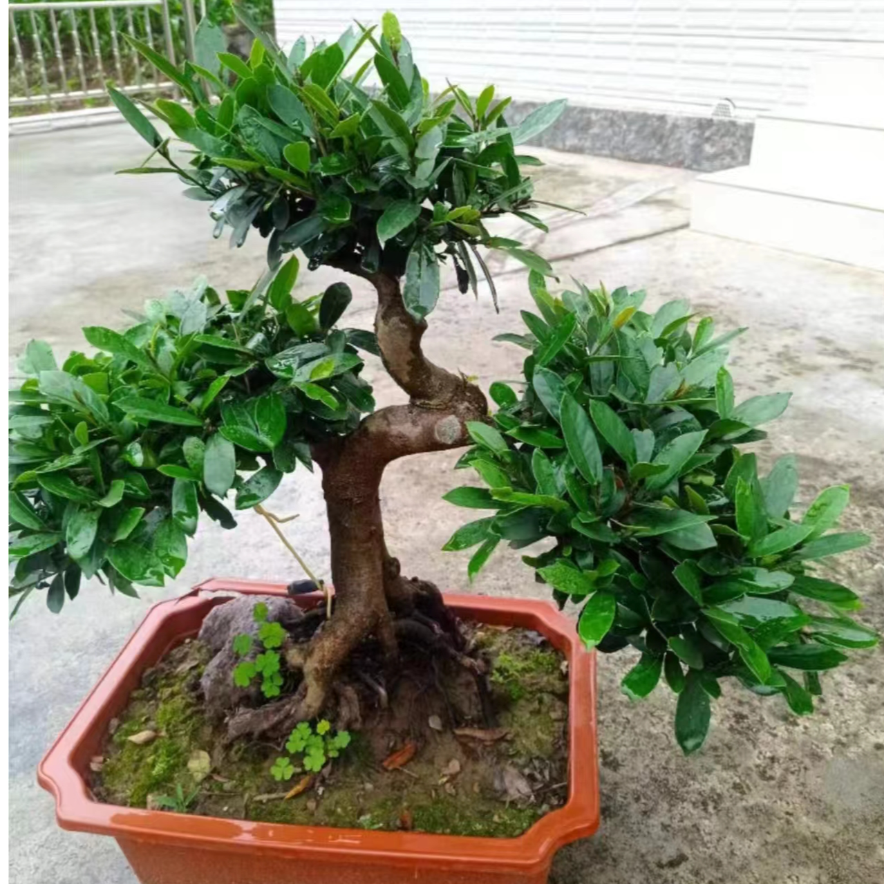 中华蚊母盆景树四季常青不落叶开花结籽耐寒老桩耐旱发达喜阴喜水