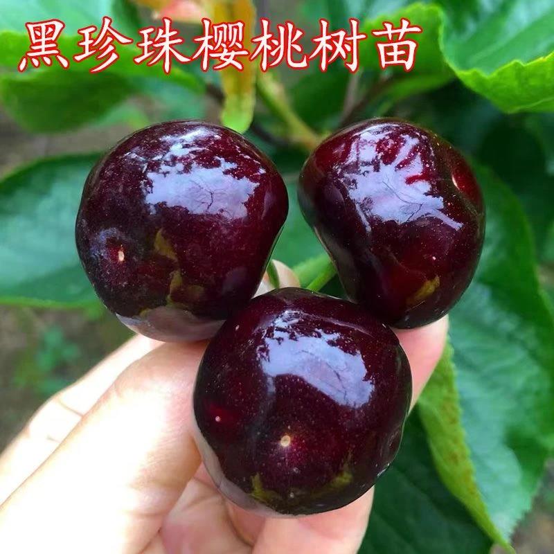 黑珍珠樱桃树苗嫁接耐寒大樱桃苗特大正宗车厘子果树苗南北方种植