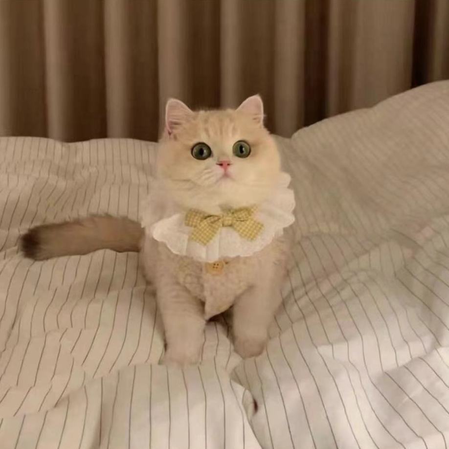 猫咪专用小衣服冬天保暖2023新款羊羔绒金渐层泰迪博美狗狗衣服