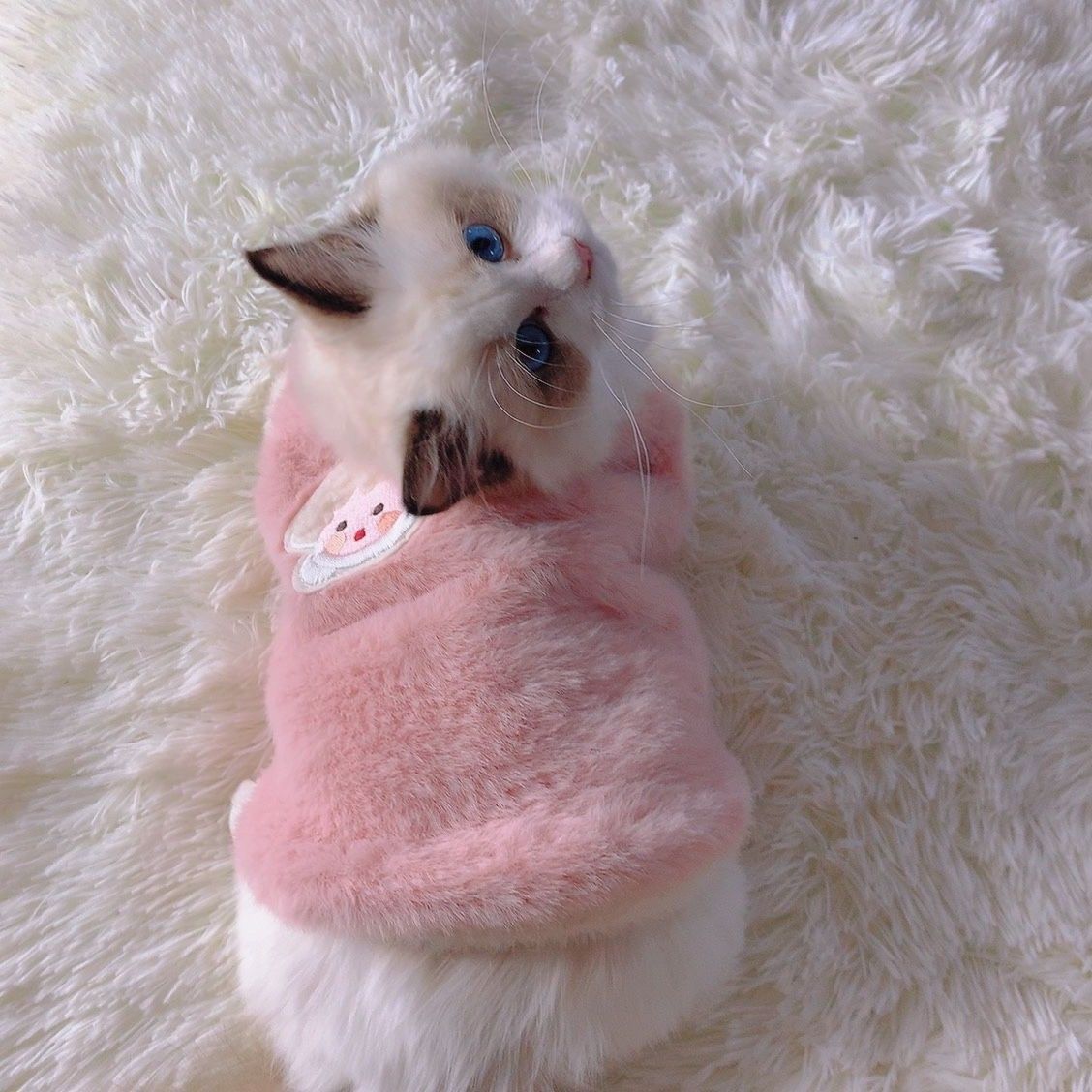 2023新款猫咪衣服秋冬季布偶猫保暖宠物小猫幼猫狗狗衣服英短冬天