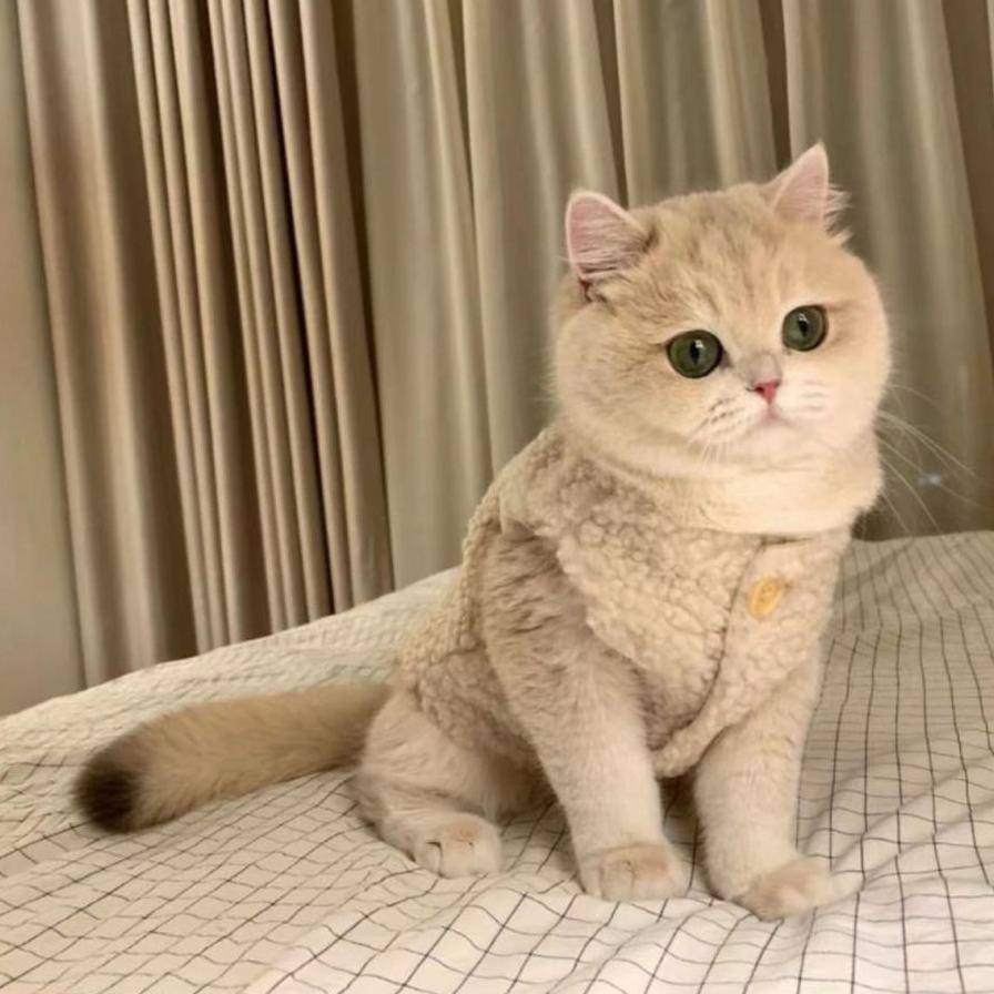 可爱ins狗狗猫咪衣服保暖羊羔毛马甲背心秋冬款泰迪博美宠物冬装