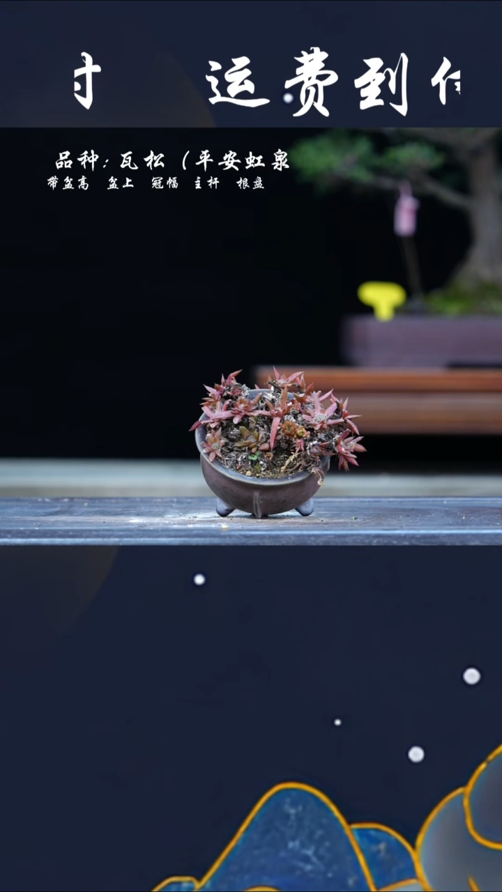 【闪购商品】瓦松886