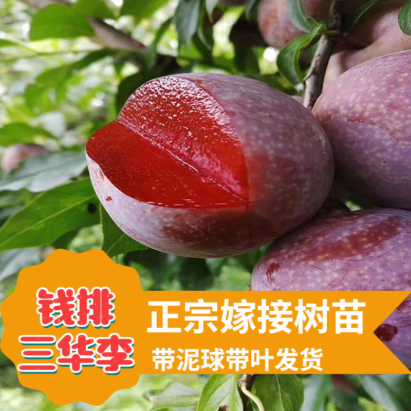 钱排大果三华李嫁接苗银妃三华李果苗早熟美李子脆李子嫁接苗耐寒