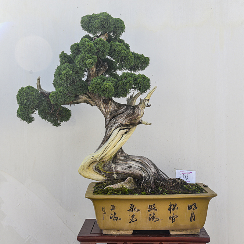 金阳光盆景 一物一拍 孤品盆景 造型独特