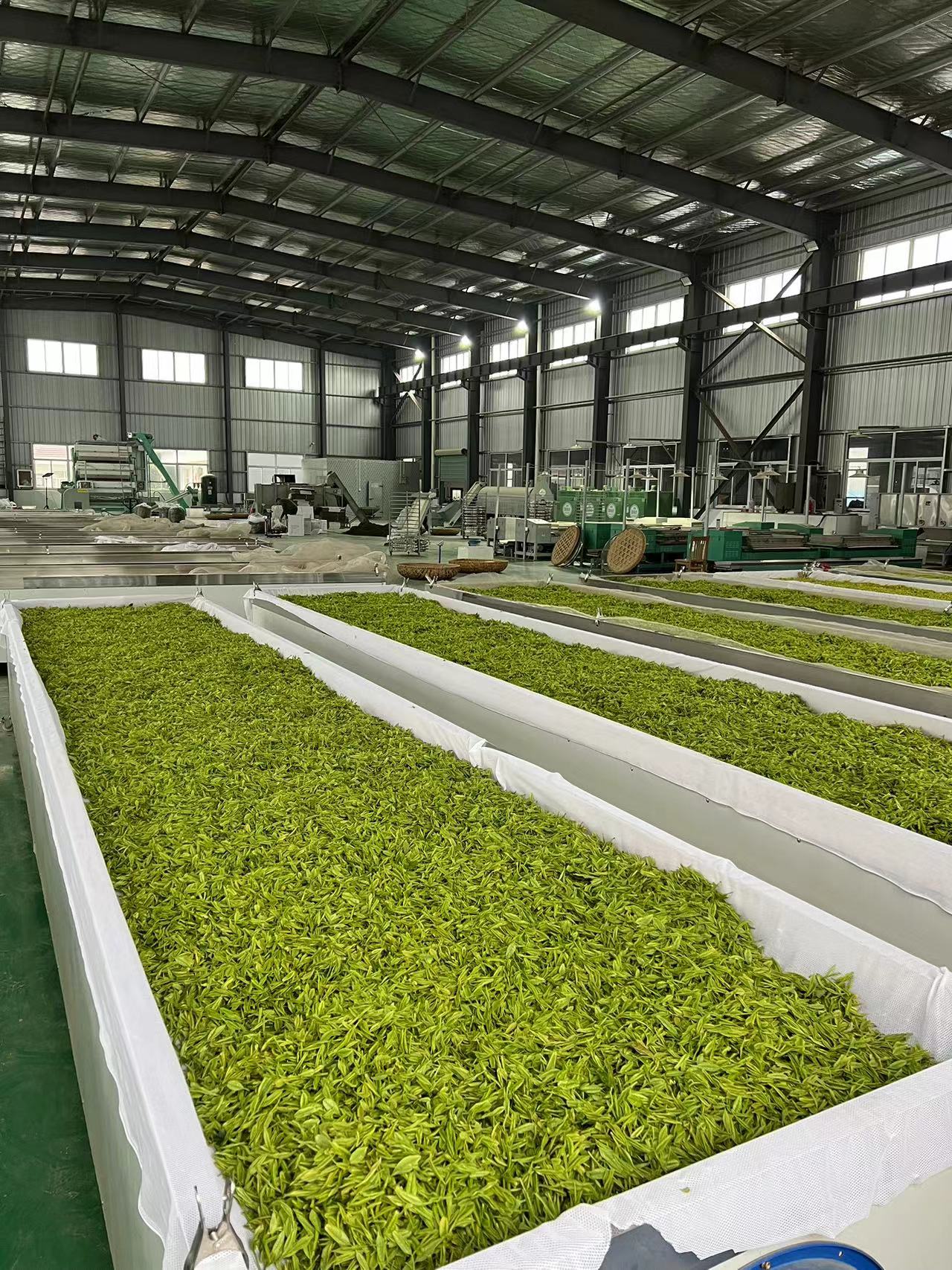 小李茶叶-清仓处理第十四款 手工黄金芽  原产地 春茶 高山茶