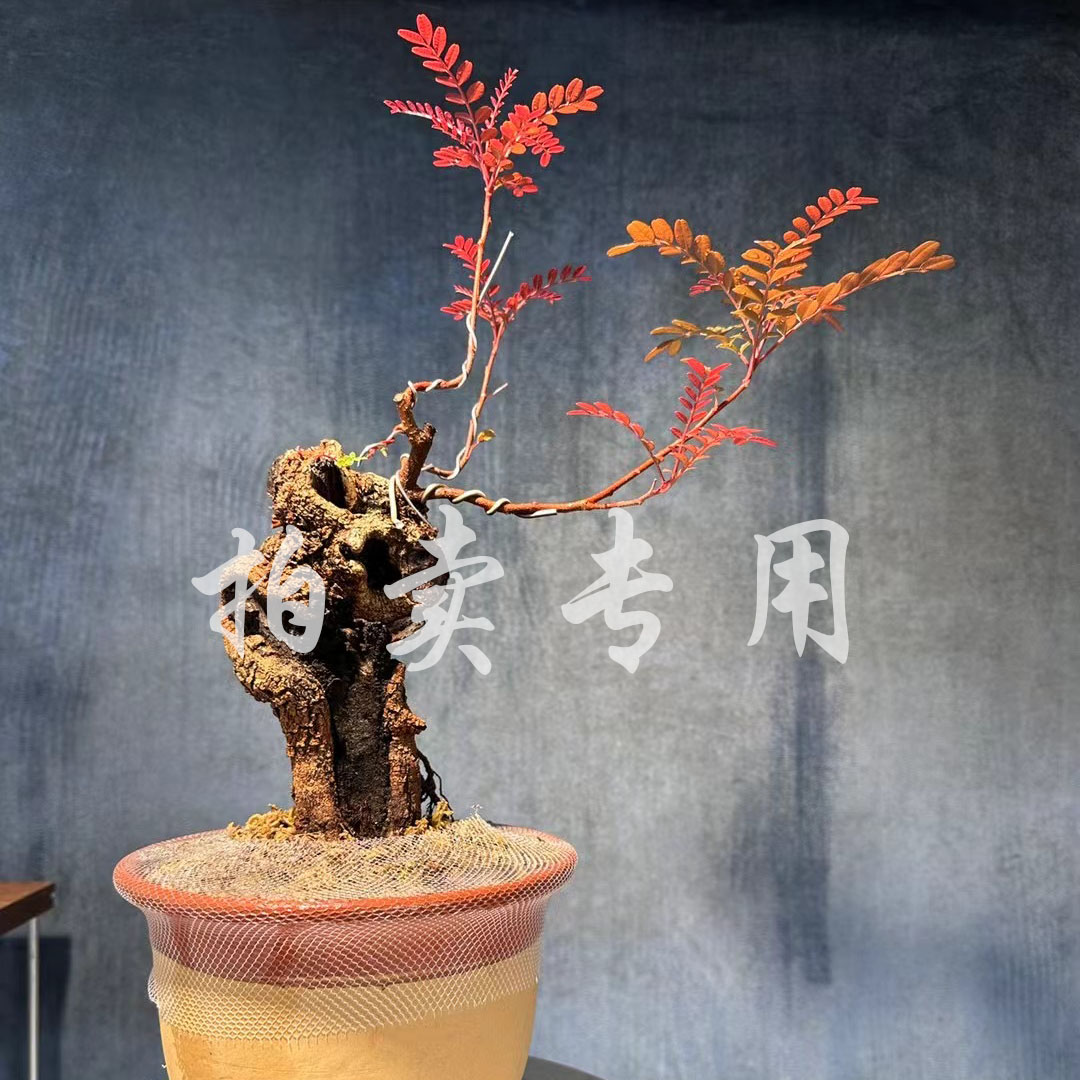 清香木盆景盆栽素材专项拍品使用，清香木小石积铁马鞭盆景素材