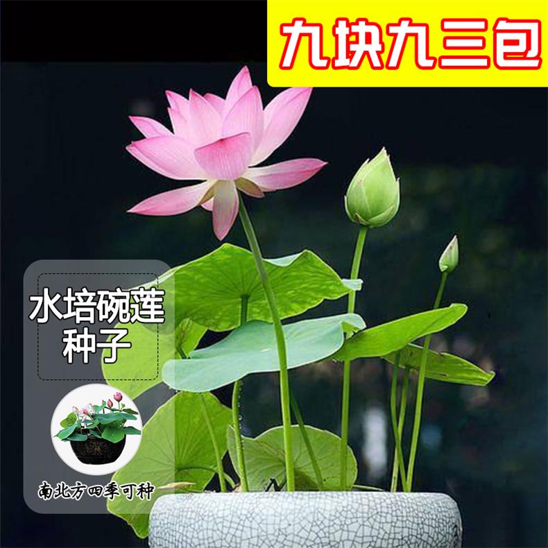 9.9元3包【水培莲花】盆栽水养水培莲花四季开花简单种植送营养液