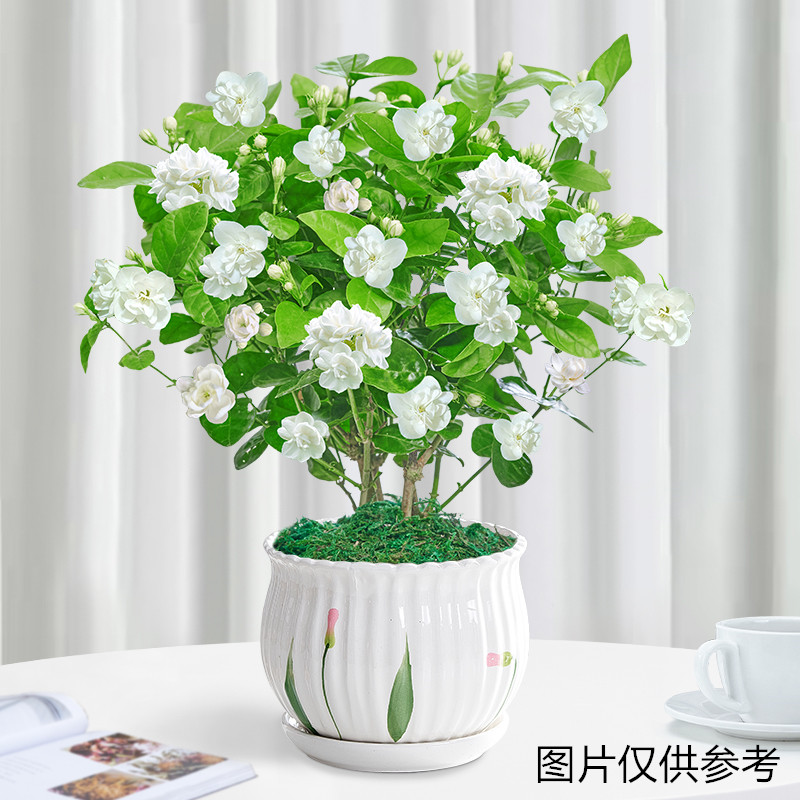 重瓣芳香茉莉花夏季开花芳香花卉植物室内花阳台四季美观老桩树苗