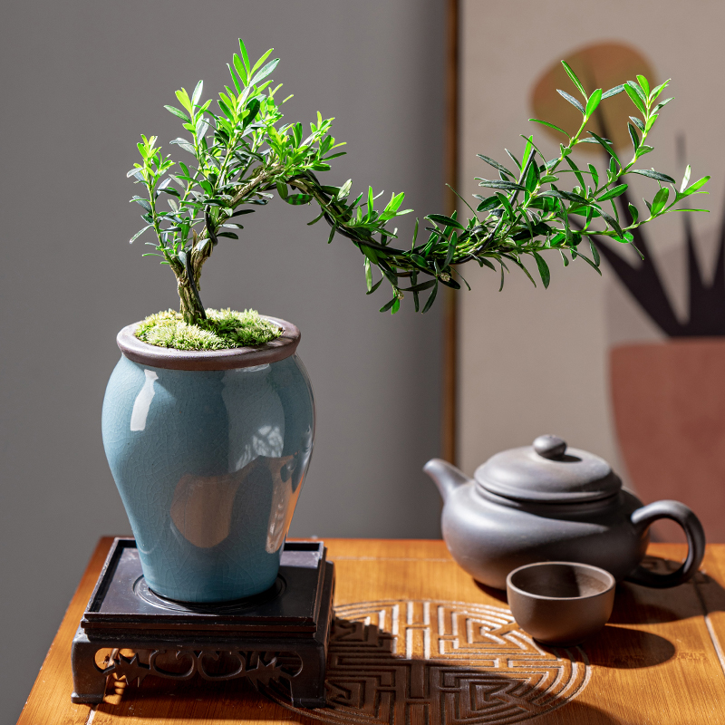 黄杨盆栽植物室内花客厅摆件造型盆景四季青美观茶桌桌面绿植树苗
