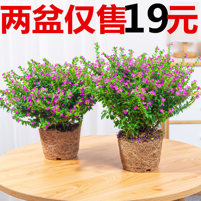 满天星花卉植物带花苞四季常绿开花盆栽阳台庭院窗台桌面花草树苗