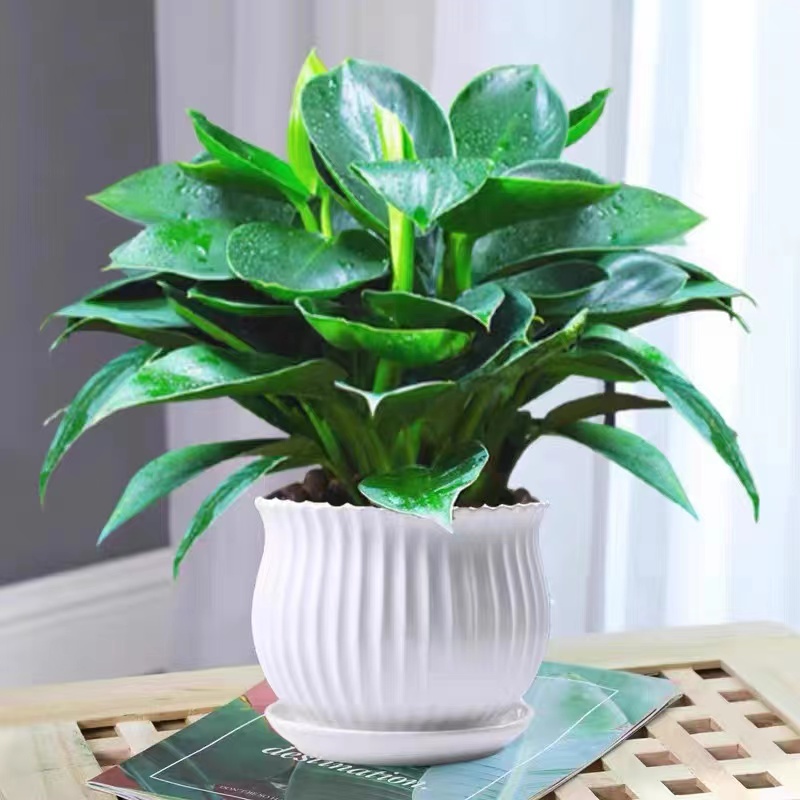 金钻绿公主盆栽花卉植物室内花四季青美观造型盆景客厅办公室桌面