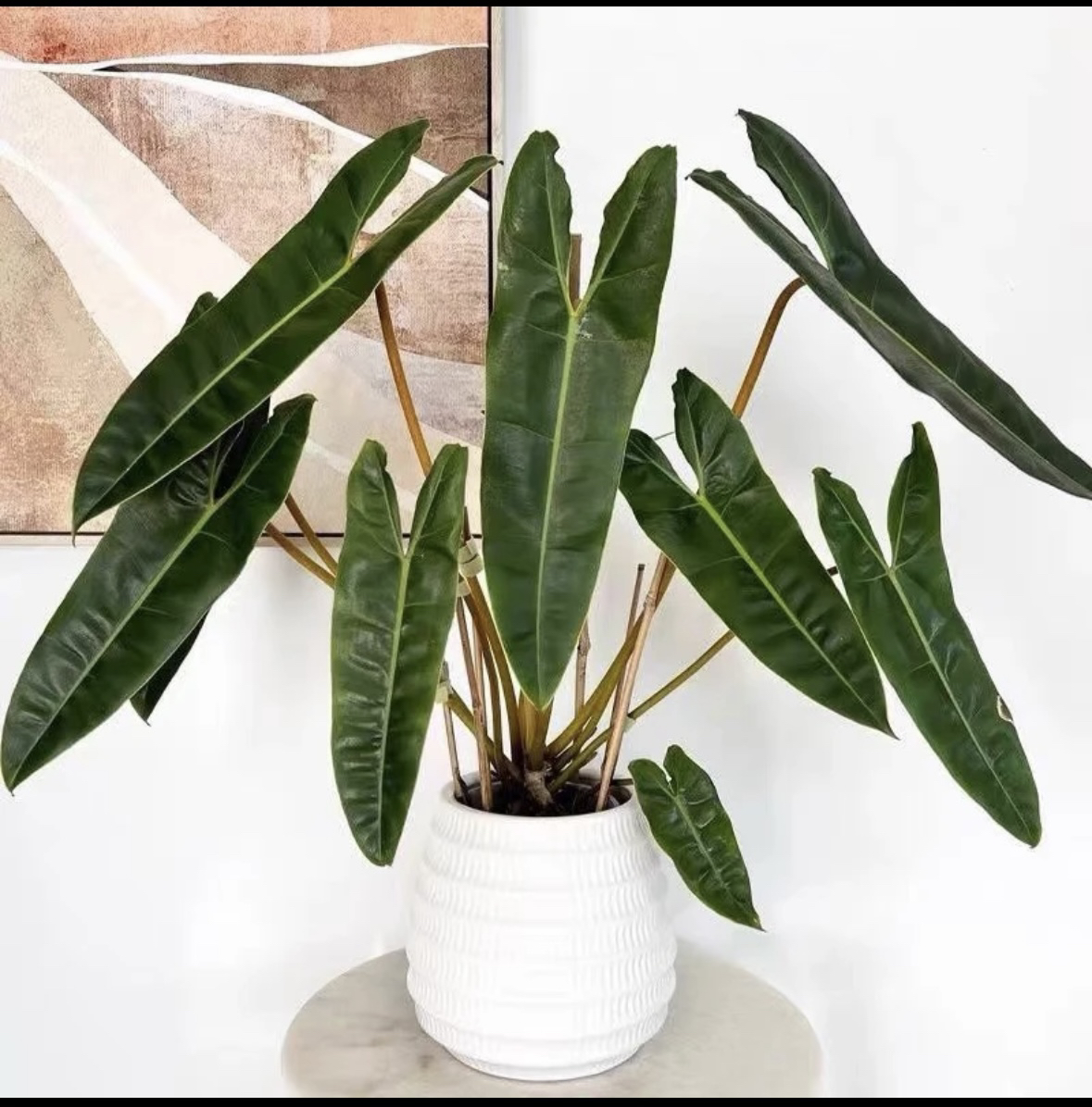 橙柄蔓绿绒热带观叶植物室内客厅盆栽居家趣味绿植