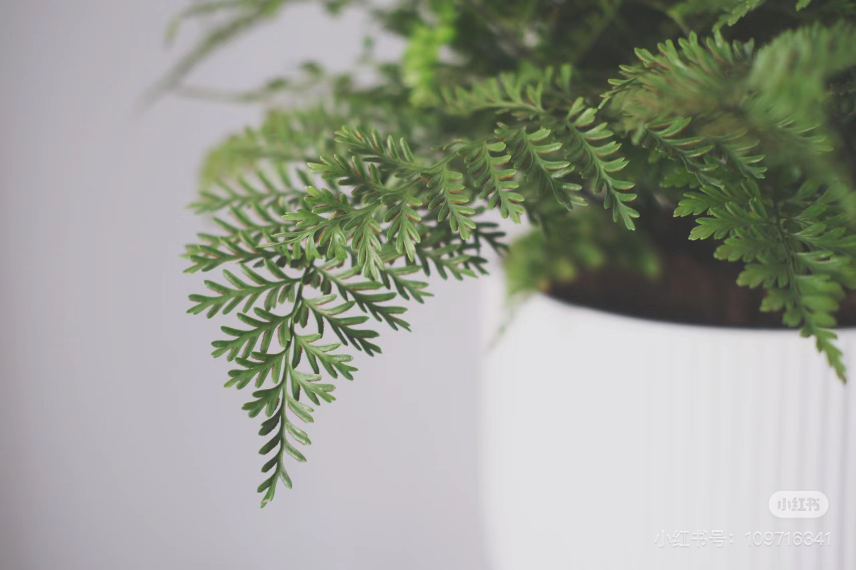 吉姆蕨盆栽 蕨类植物宝石蕨羊齿叶蛋糕甜品装饰观叶绿植