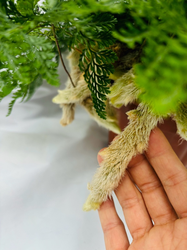 进口日本狼尾蕨粗狼尾巴室内阳台水陆缸耐阴盆栽绿植物多年生好养