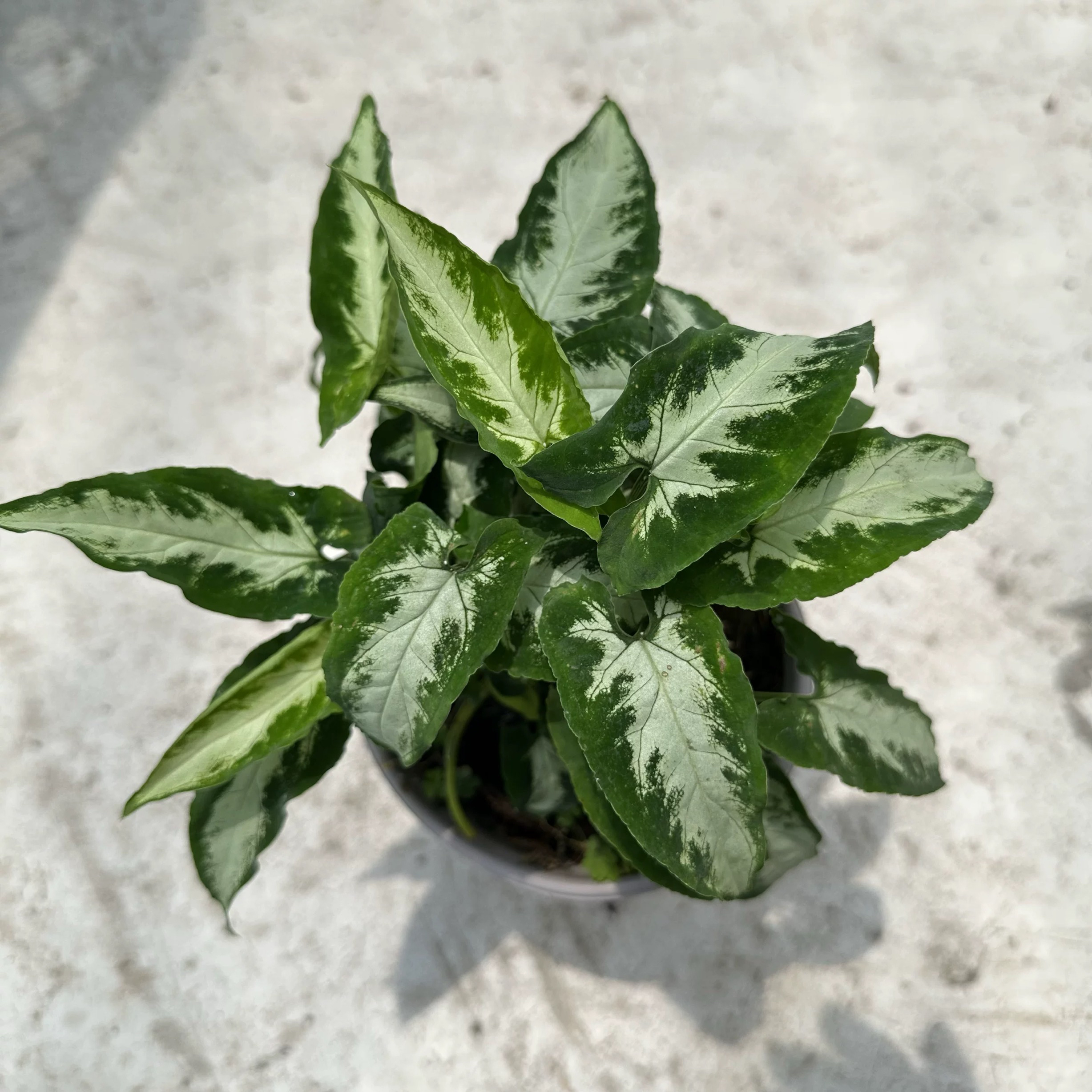 新绿绒锦叶合果芋/Syngonium wendlandii｜室内耐阴好养绿植