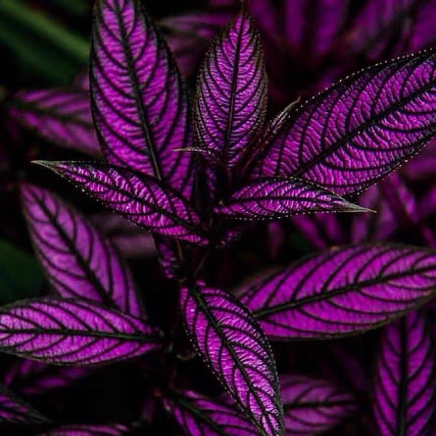 室内观叶奇异植物波斯红草红贝马蓝Perilepta dyeriana盆栽多年生