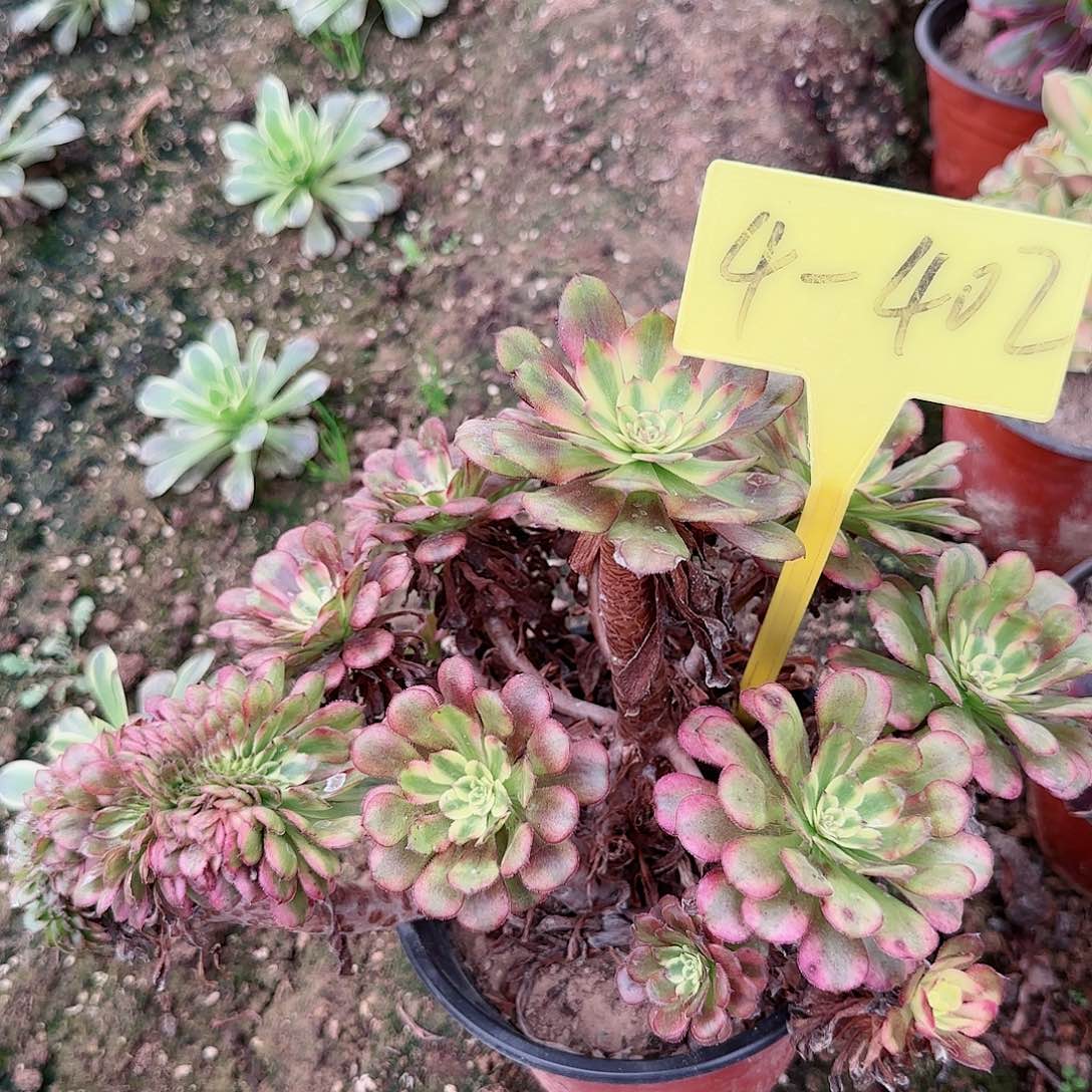 4-402+-+多头多肉植物