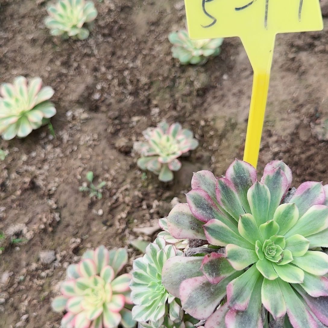 A*博5-17---多头多肉植物祝融