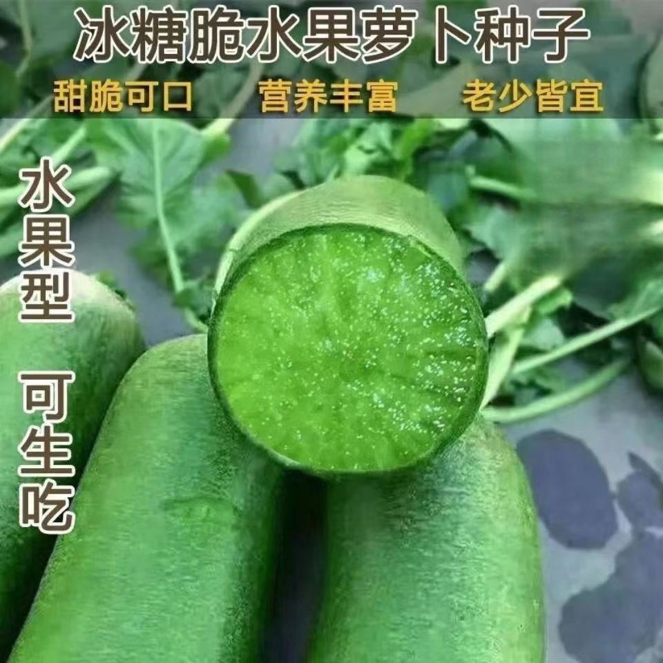 冰糖水果萝卜籽生吃脆甜冰糖心萝卜四季耐热绿萝卜籽沙窝萝卜种子