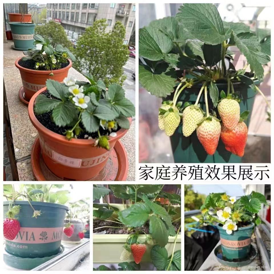 带花带果加仑盆原盆原土奶油草莓苗盆栽室内草莓秧苗南方阳台四季