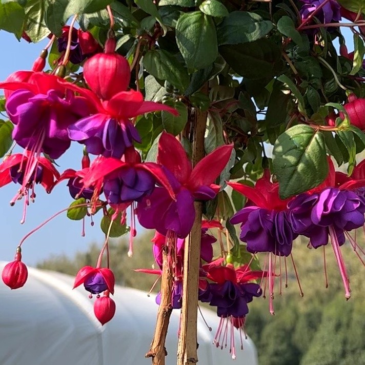 云花基地【紫石榴灯笼花】中冠幅倒挂金钟带花苞基地直发